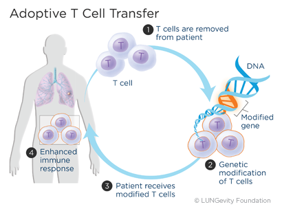 Adoptive T cell transfer