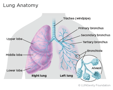 trachea cell diagram